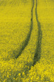 Culture of canola Stock photo
