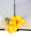 Open the book and freesia  Stock photo